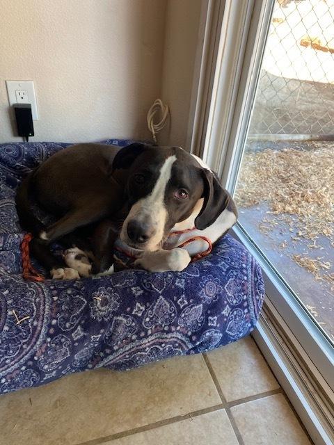 Billy/Kullen, a Adoptable mixed breed in San Diego, CA image 3/5