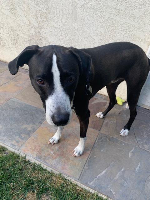 Billy/Kullen, a Adoptable mixed breed in San Diego, CA image 4/5