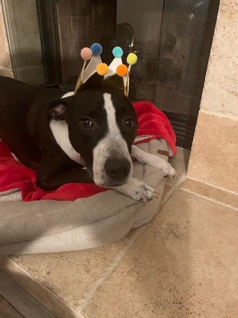 Billy/Kullen, a Adoptable mixed breed in San Diego, CA image 5/5