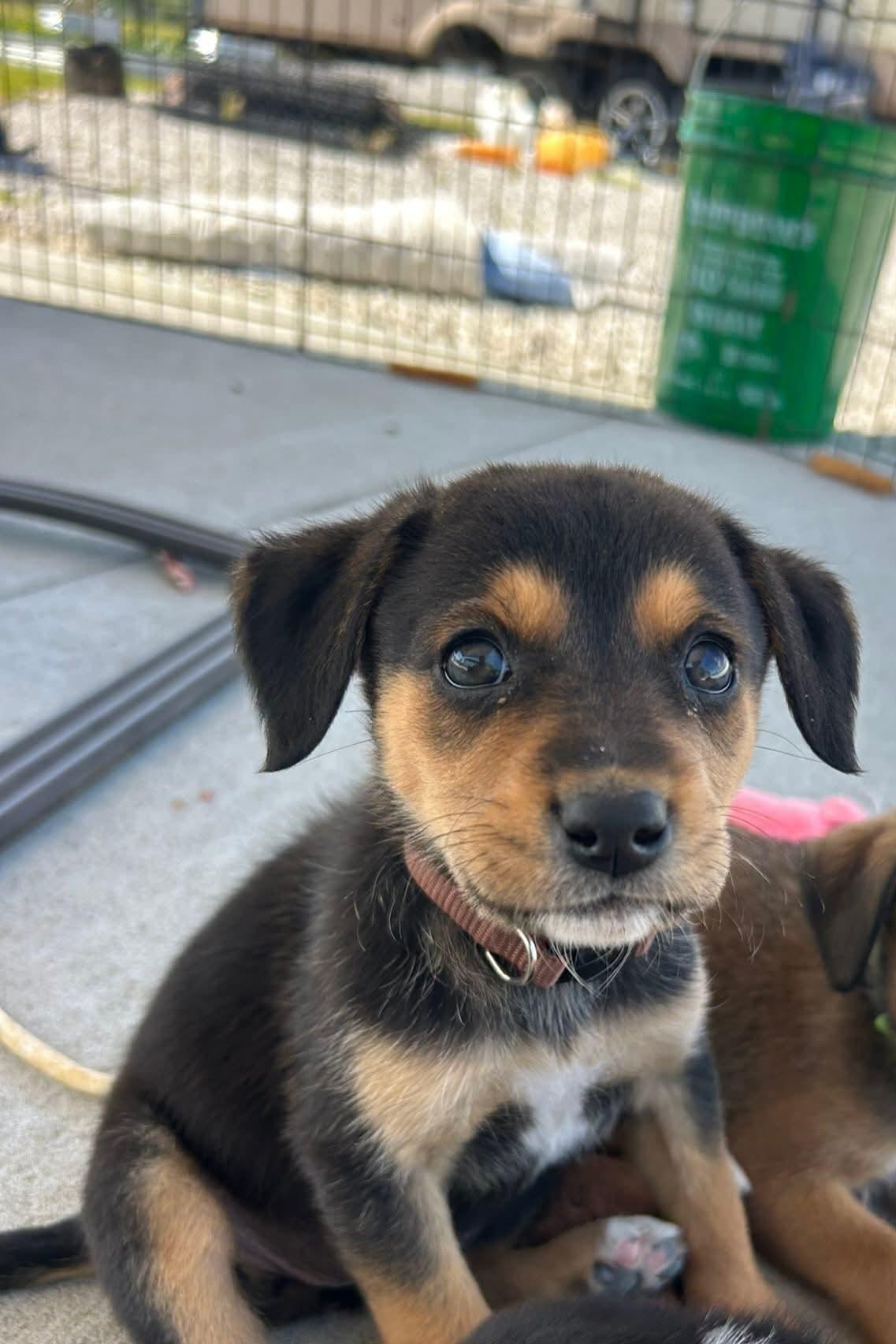 Brown Pup 6, Adoptable, Puppy Male Boxer & Black Mouth Cur.