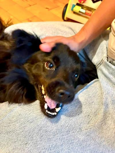 Enlarge Lavic, a Adoptable Spitz in Vaudreuil-Dorion, QC image 6/6