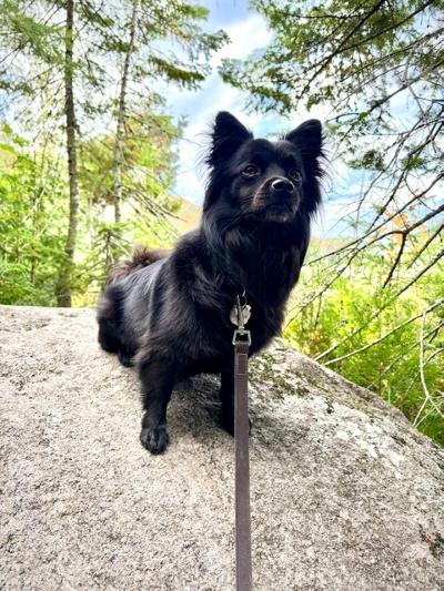 Enlarge Lavic, a Adoptable Spitz in Vaudreuil-Dorion, QC image 5/6