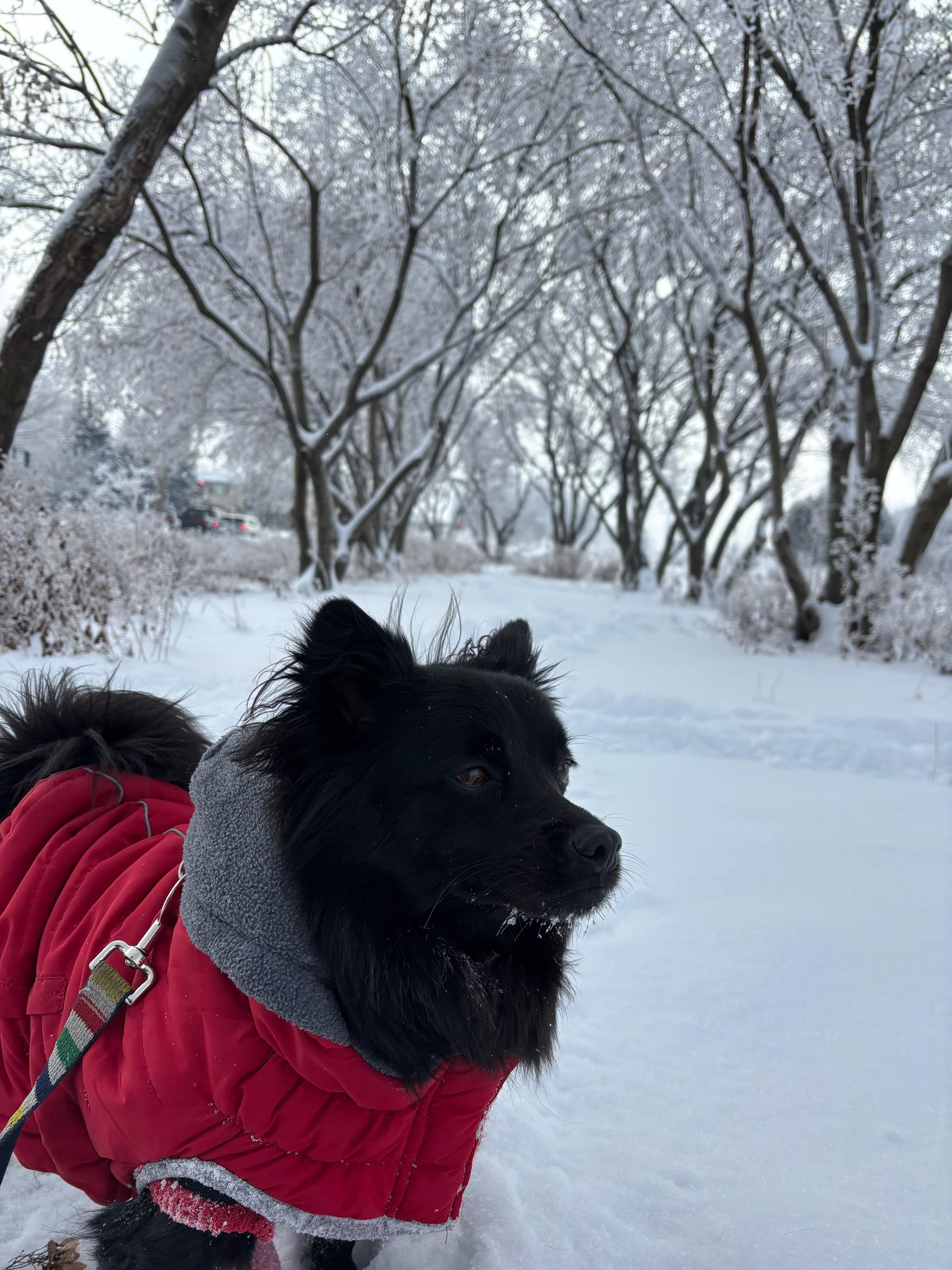 Lavic, an adoptable Spitz in Vaudreuil-Dorion, QC image 2/3