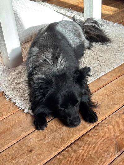 Enlarge Lavic, a Adoptable Spitz in Vaudreuil-Dorion, QC image 2/6