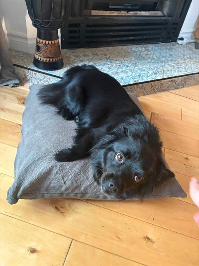 Enlarge Lavic, a Adoptable Spitz in Vaudreuil-Dorion, QC image 4/6