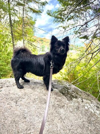 Lavic, Adoptable, Adult Male Spitz.