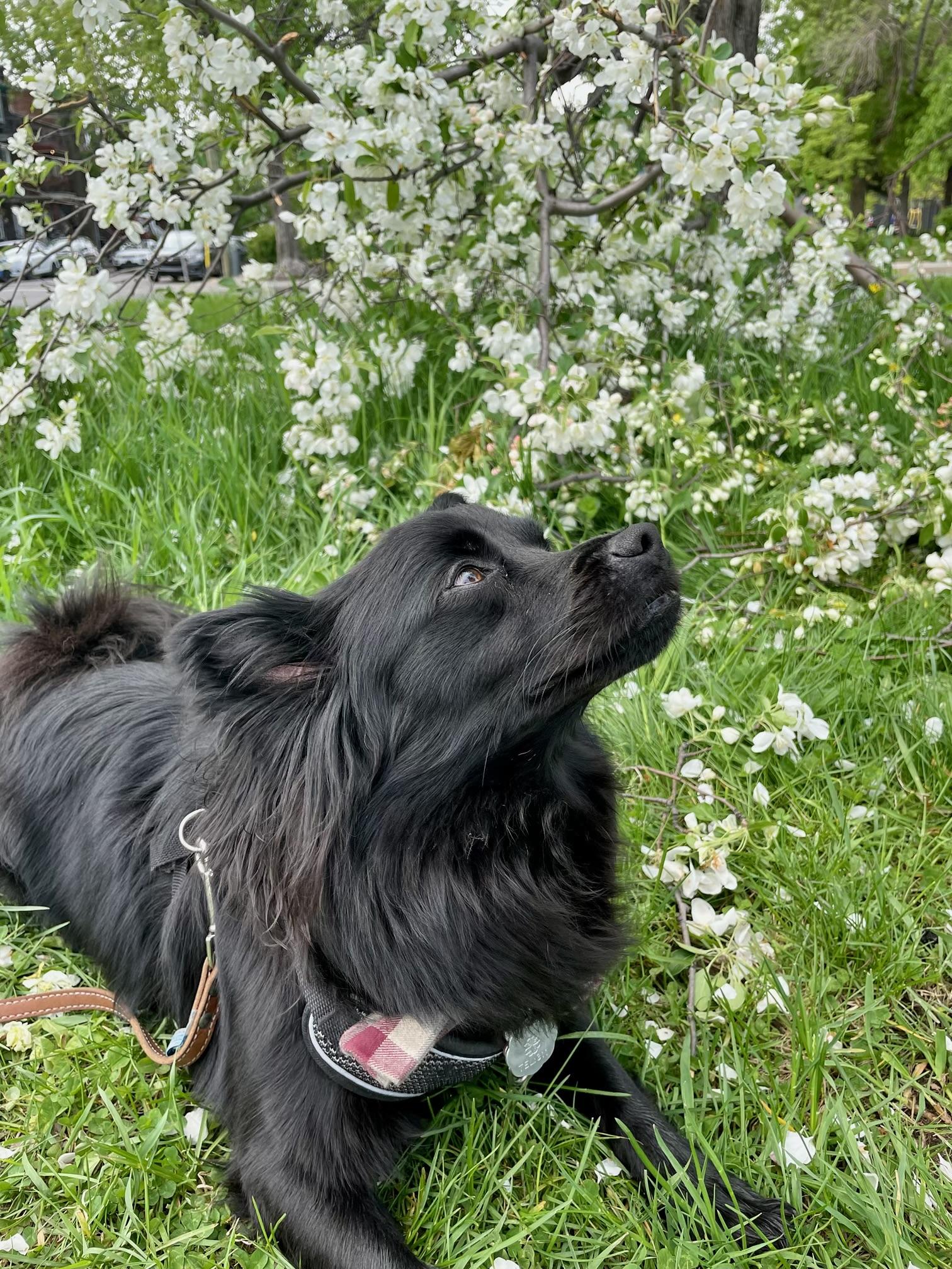 Lavic, adoptable, Adult Male Spitz.