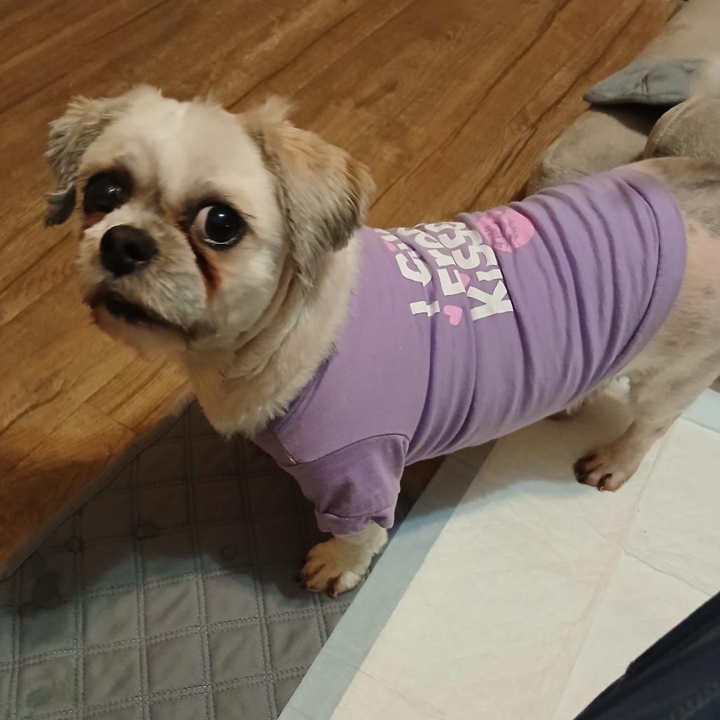 Callie, Adoptable, Senior Female Shih Tzu.