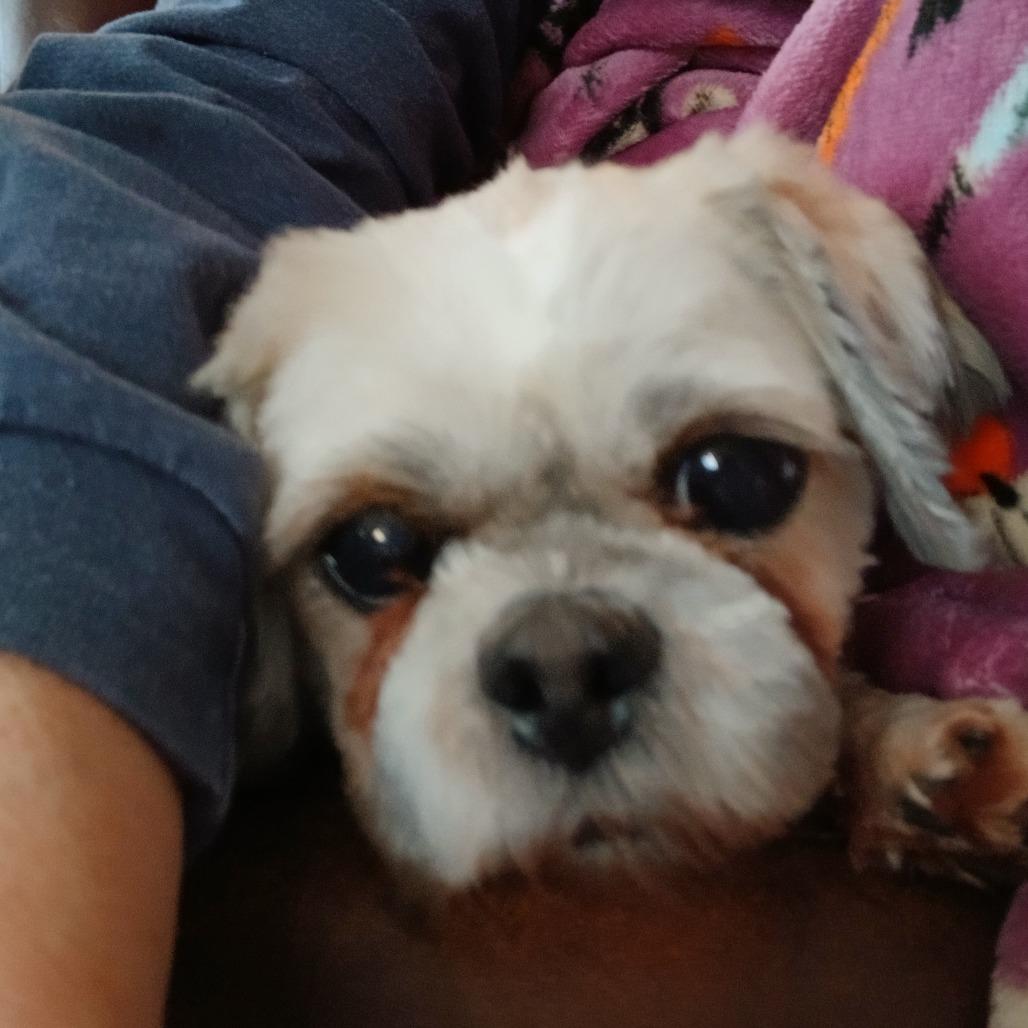 Callie, a Adoptable Shih Tzu in Cincinnati, OH image 2/4