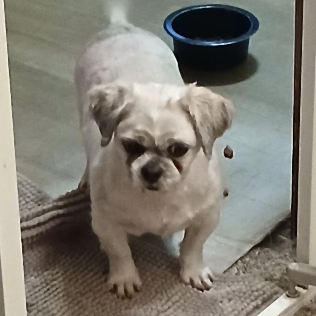 Callie, a Adoptable Shih Tzu in Cincinnati, OH image 3/4