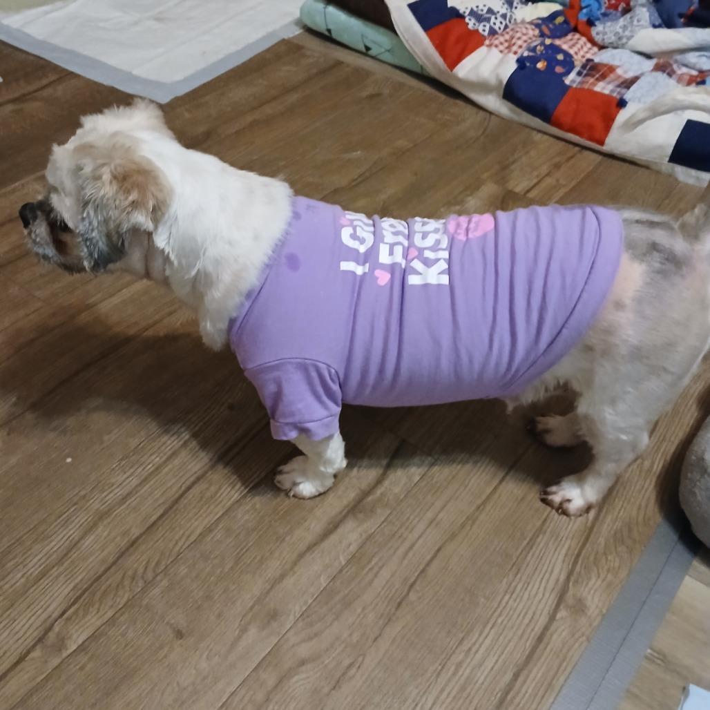 Callie, a Adoptable Shih Tzu in Cincinnati, OH image 4/4