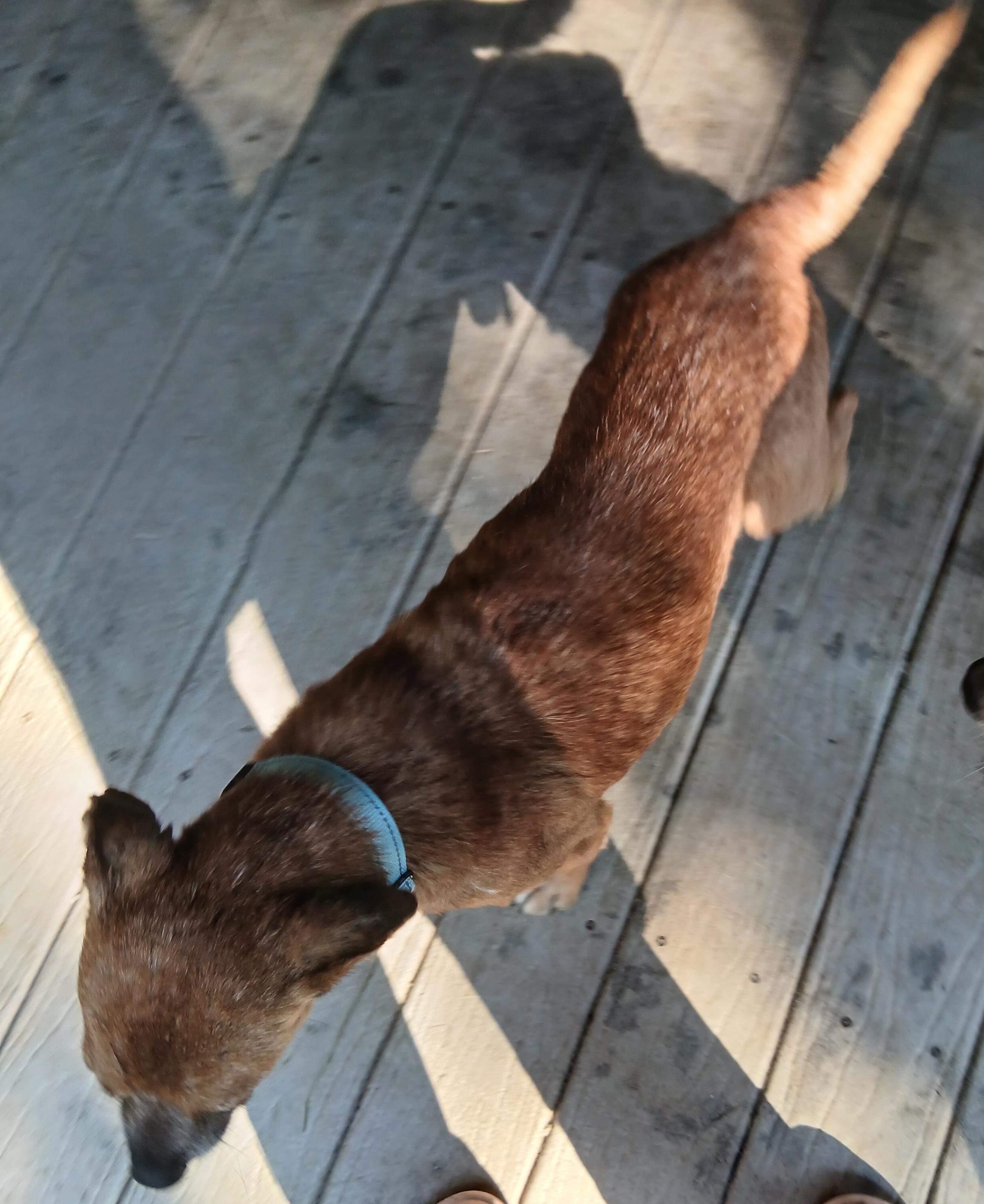 Enlarge Timothy (Great Little Companion), a ADOPTABLE mixed breed in Newfoundland, PA image 4/4