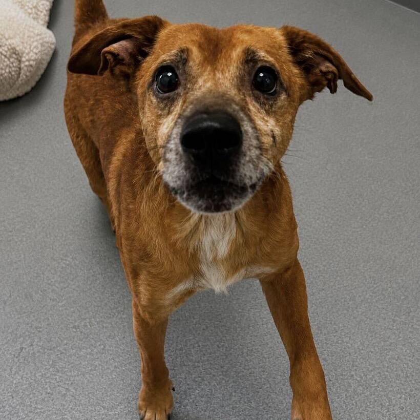 Enlarge Timothy (Great Little Companion), a ADOPTABLE mixed breed in Newfoundland, PA image 1/4