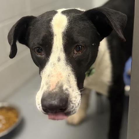 Mack, Adoptable, Young Male Border Collie & Mixed Breed.