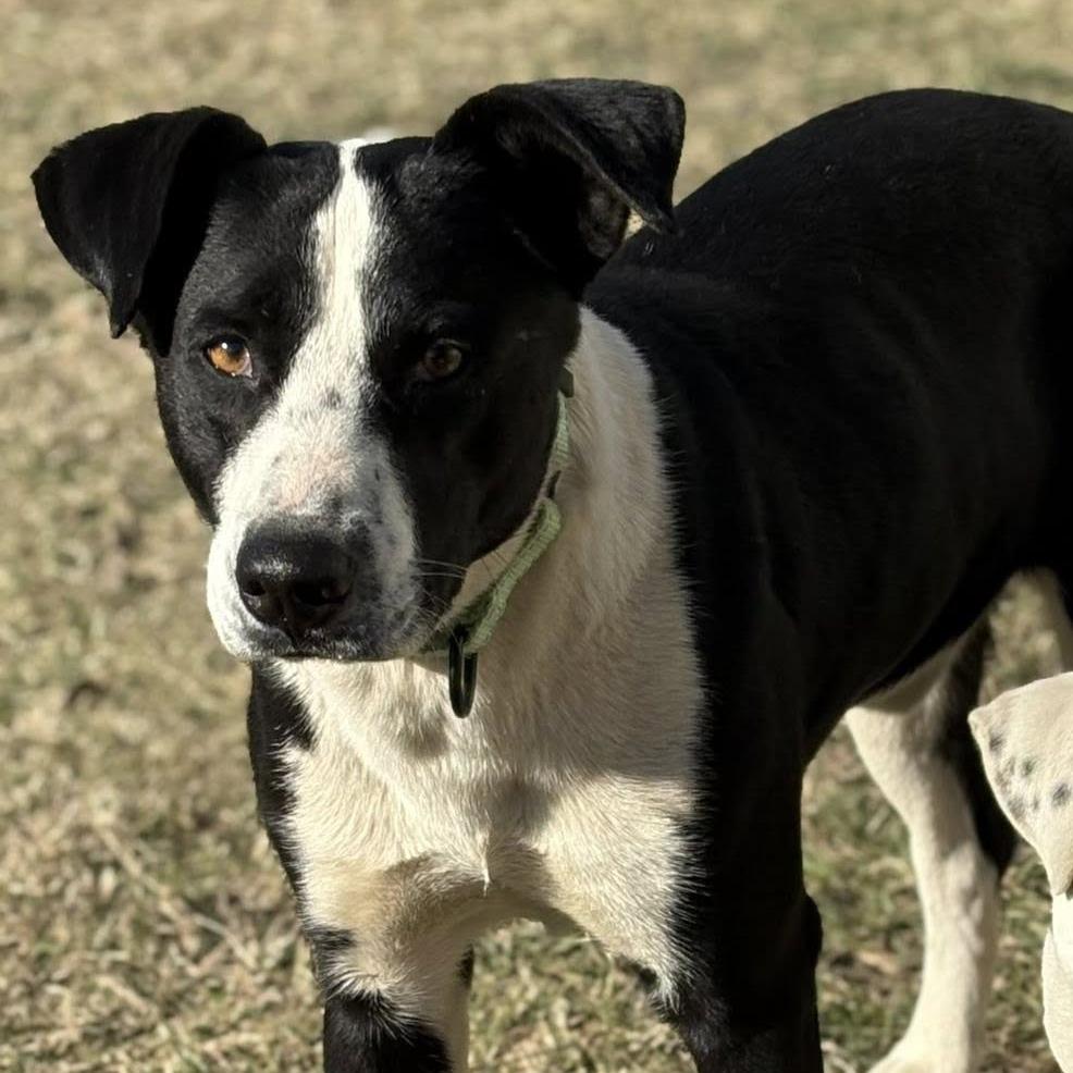 Mack, Adoptable, Adult Male Border Collie & Mixed Breed.