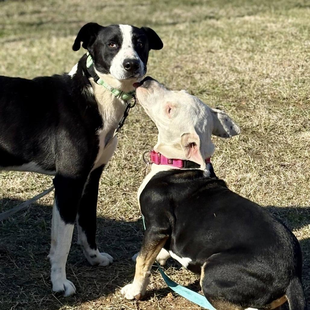 Enlarge Mack, a Adoptable mixed breed in Marshall, TX image 2/2