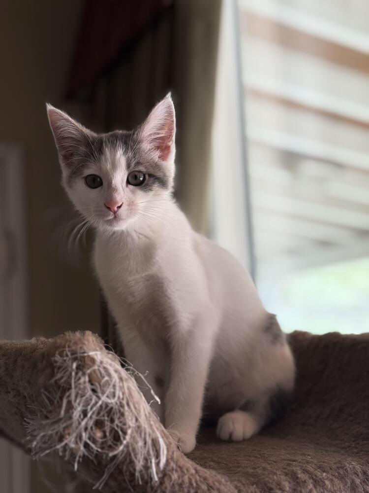 Enlarge Cadbury, a Adoptable Domestic Short Hair in Lancaster, CA image 1/4