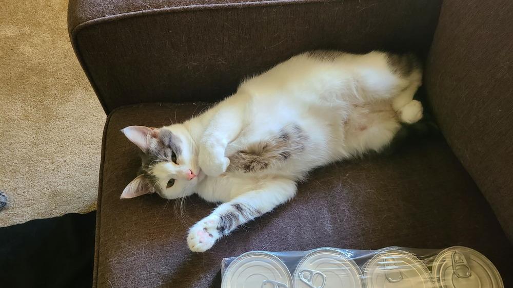 Cadbury, a Adoptable Domestic Short Hair in Lancaster, CA image 2/6