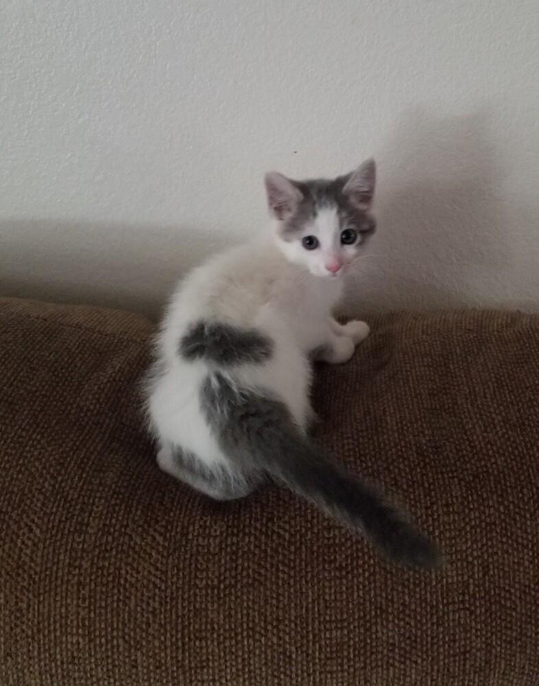 Enlarge Cadbury, a Adoptable Domestic Short Hair in Lancaster, CA image 3/4