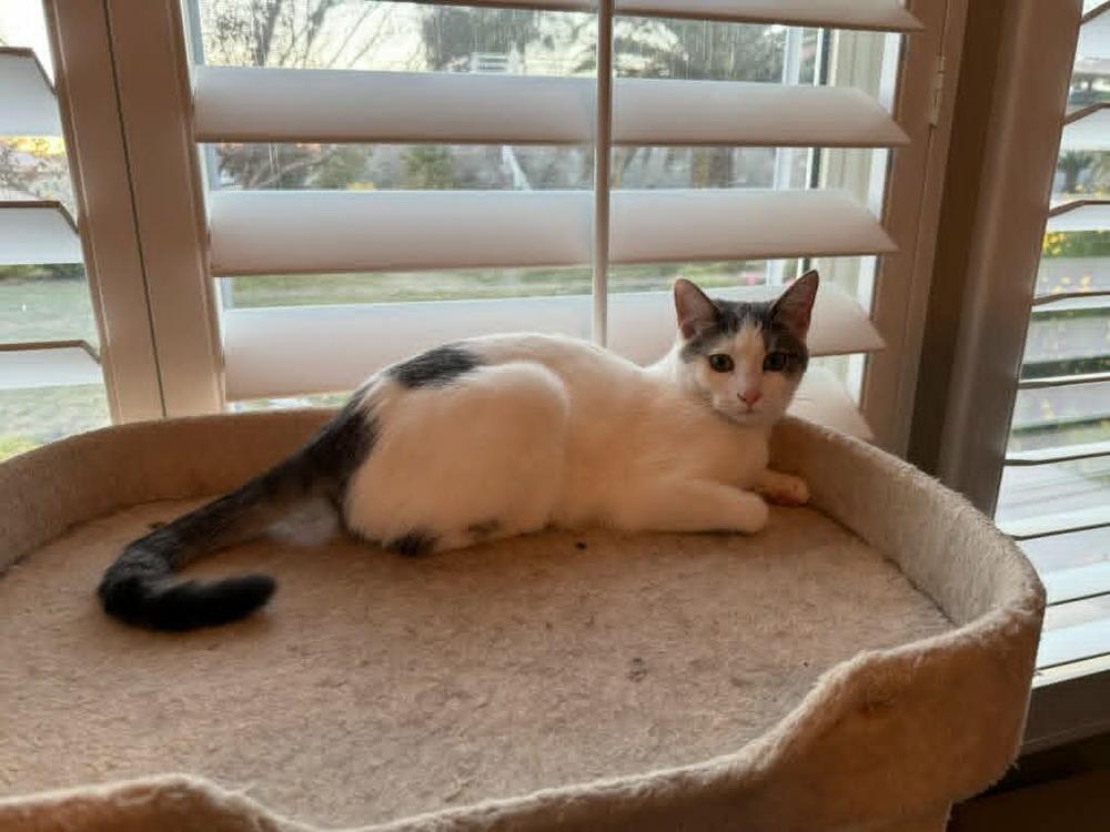 Cadbury, a Adoptable Domestic Short Hair in Lancaster, CA image 5/6