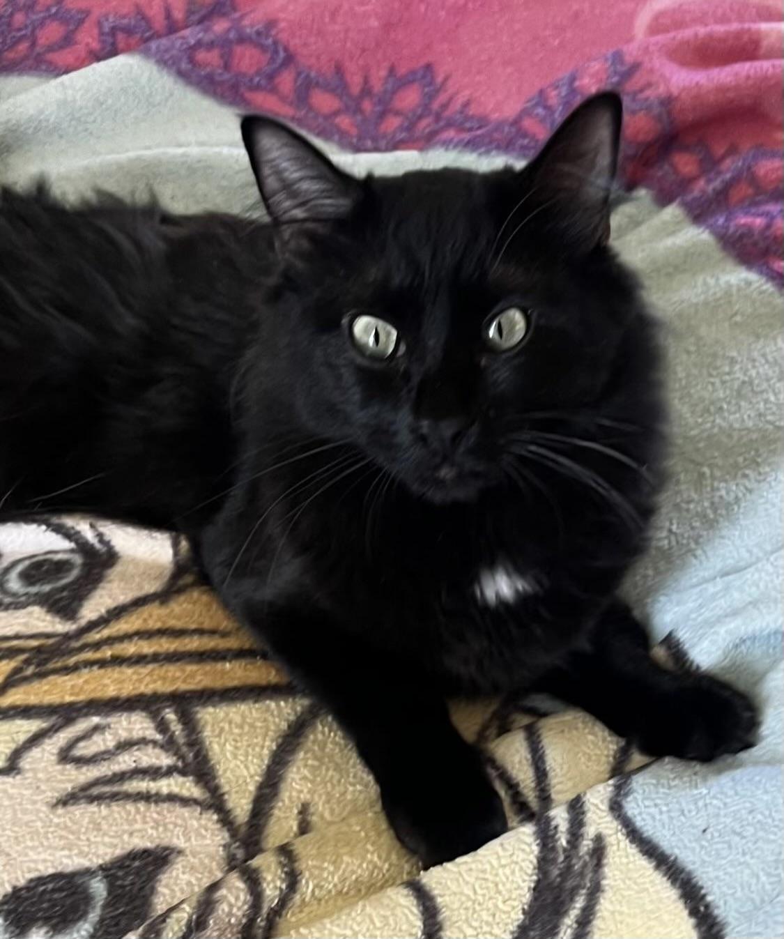 Bear (Wobble Cat), a Adoptable Domestic Medium Hair in Los Angeles, CA image 1/2