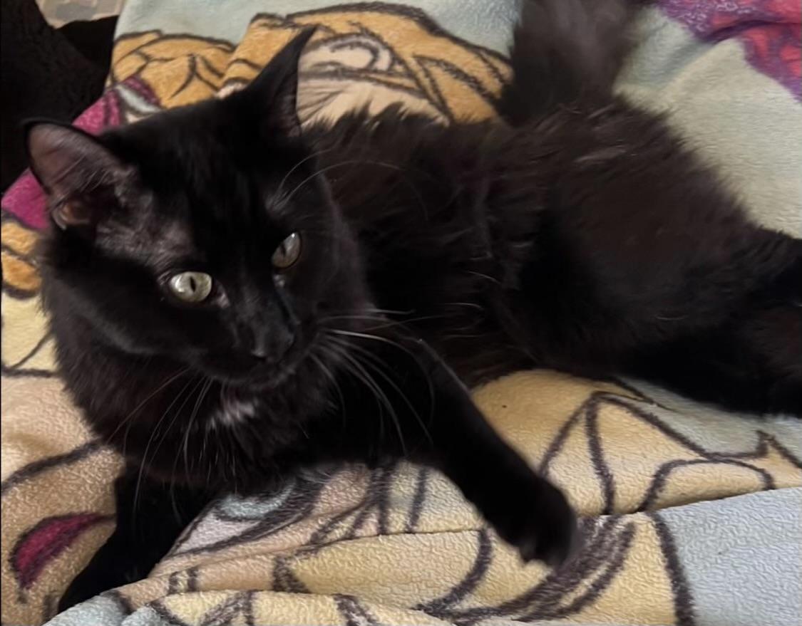 Bear (Wobble Cat), a Adoptable Domestic Medium Hair in Los Angeles, CA image 2/2