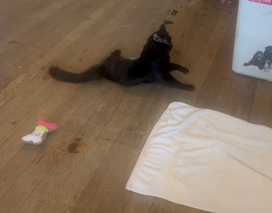 Enlarge Bear (Wobble Cat), a Adoptable Domestic Medium Hair in Los Angeles, CA video 3/3