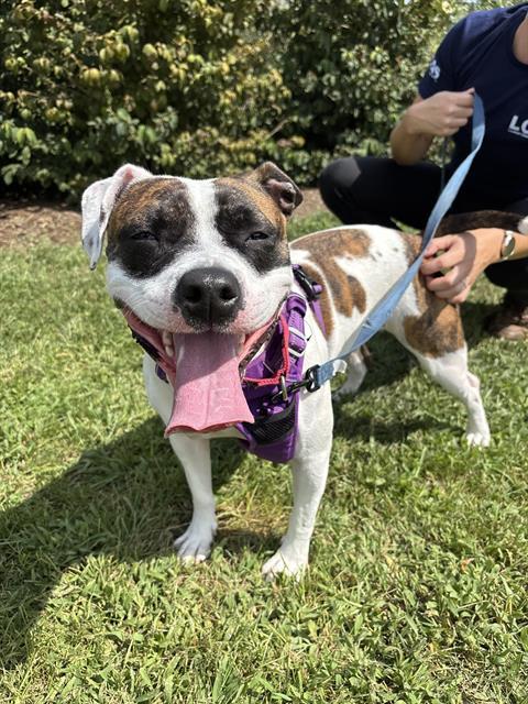 NEZUKO, Adoptable, Adult Female Pit Bull Terrier.