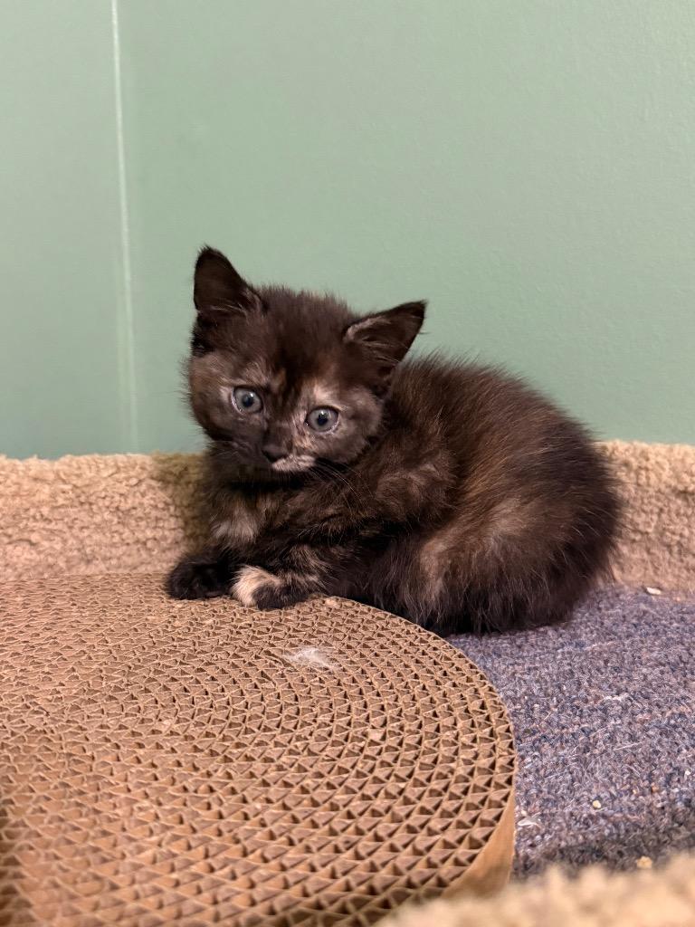 Outlaw Opal, Adoptable, Kitten Female Domestic Short Hair.
