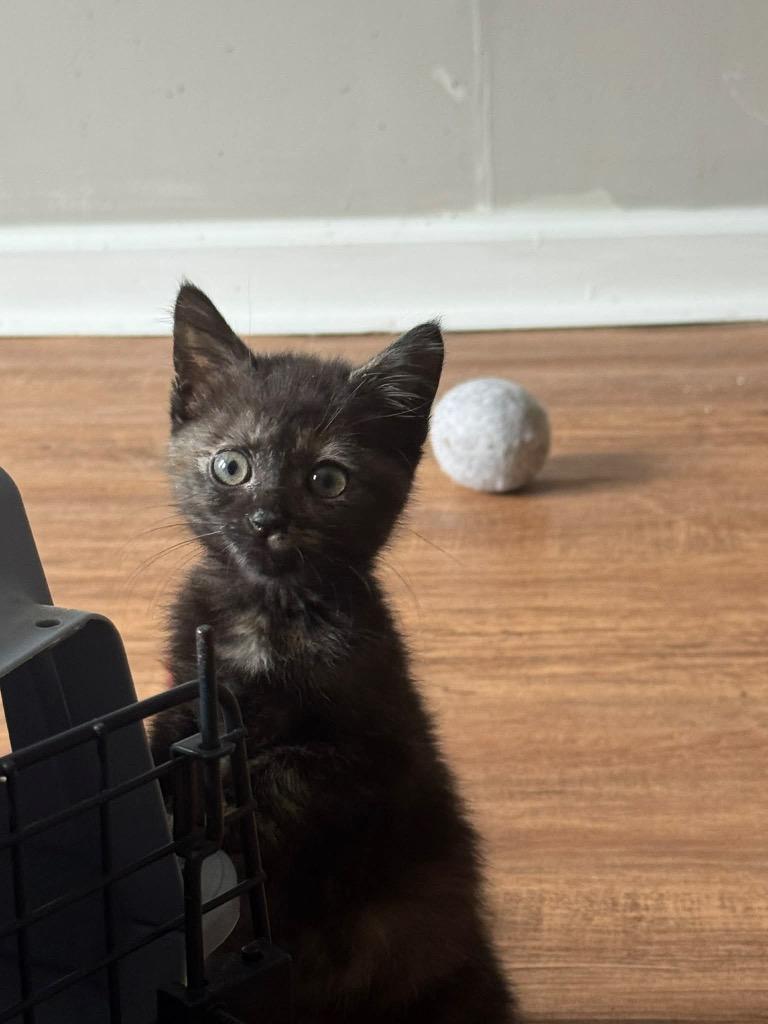 Enlarge Outlaw Opal, a Adoptable mixed breed in Newnan, GA image 2/3