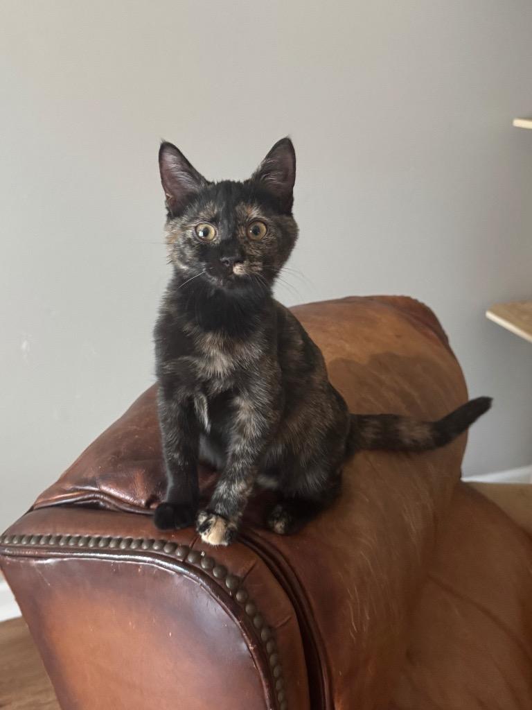 Enlarge Outlaw Opal, a Adoptable mixed breed in Newnan, GA image 3/4