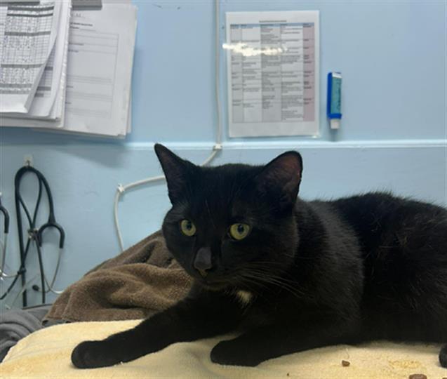 Enlarge PETA, a Adoptable Domestic Short Hair in London, ON image 1/1