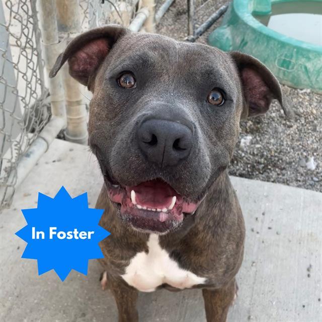 DOPEY, Adoptable, Adult Male Pit Bull Terrier & Mixed Breed.