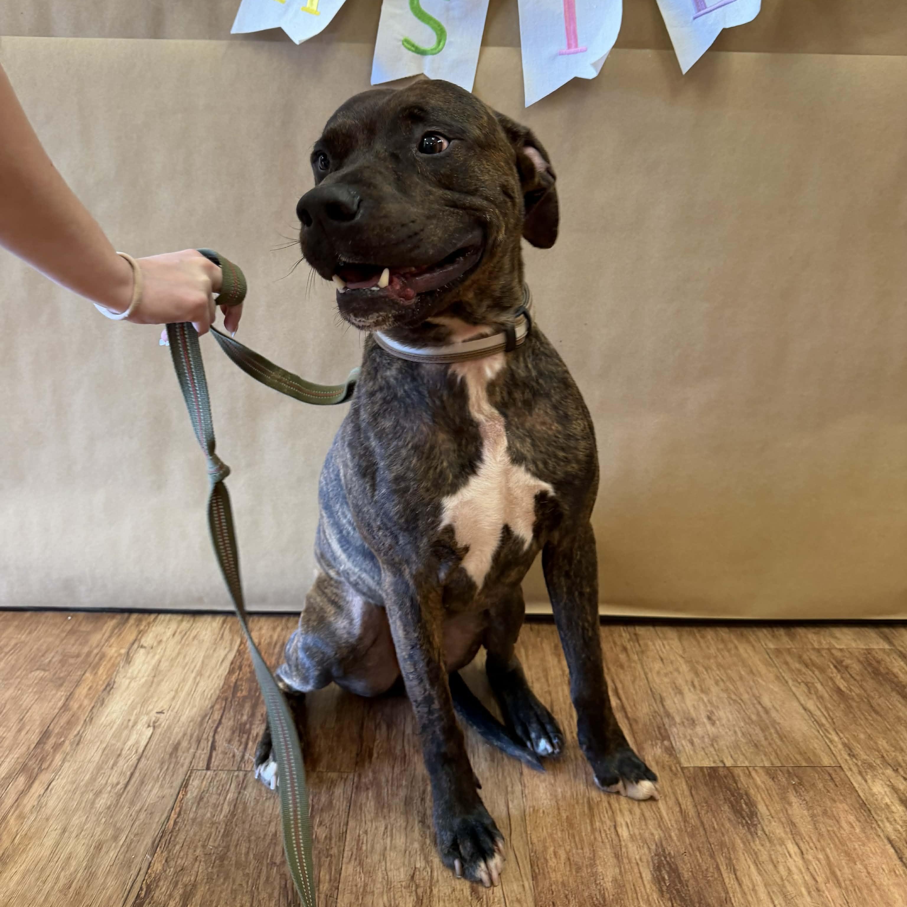 Enlarge Drax, a Adoptable mixed breed in Horse Shoe, NC image 1/5