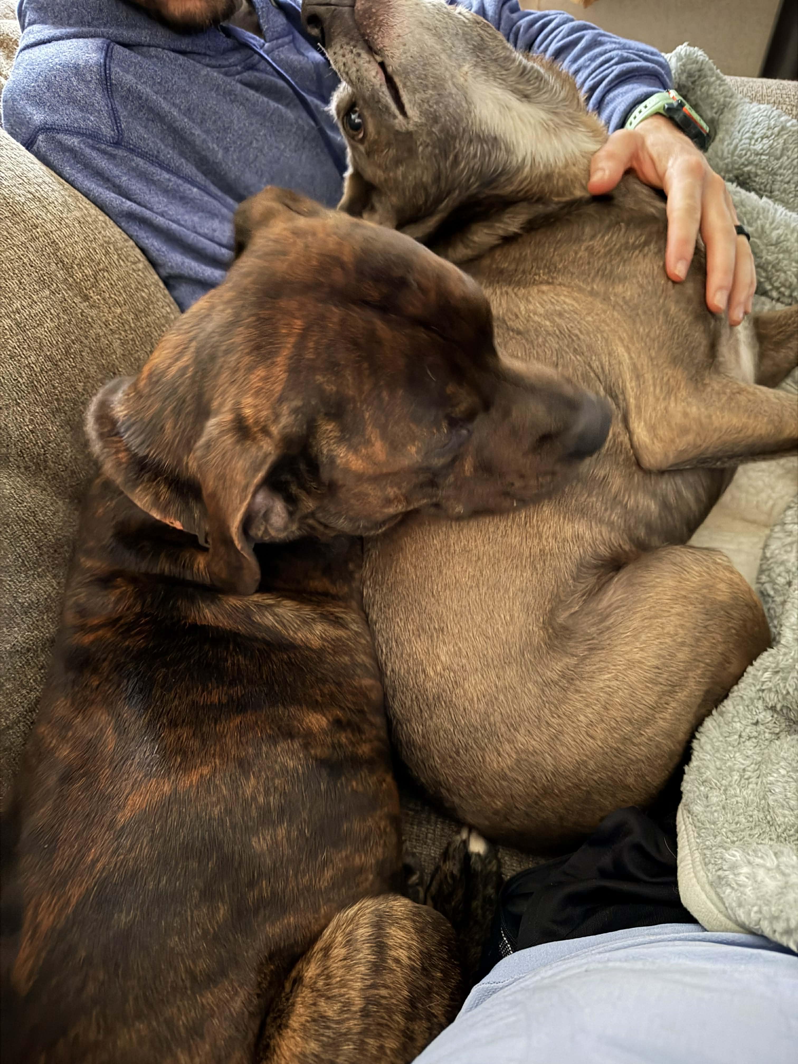 Enlarge Drax, a Adoptable mixed breed in Horse Shoe, NC image 3/5