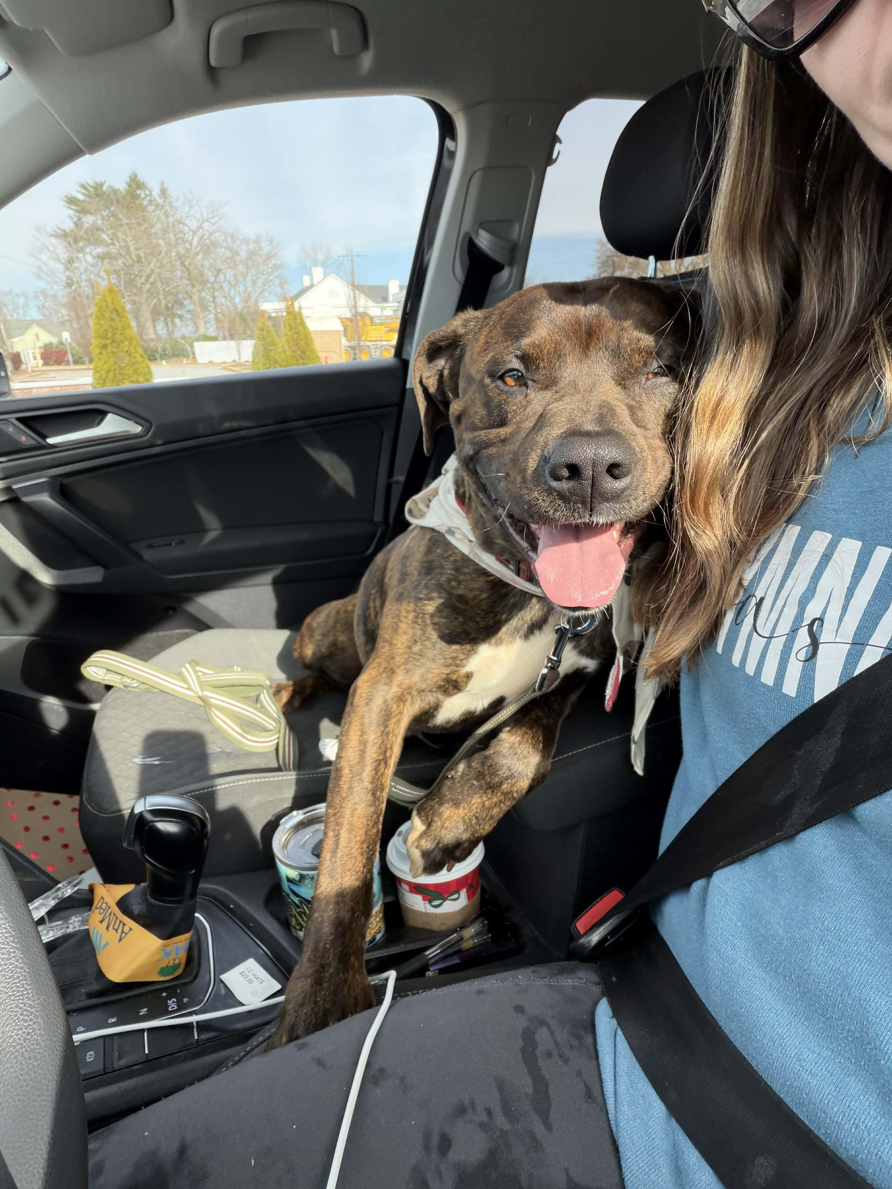 Enlarge Drax, a Adoptable mixed breed in Horse Shoe, NC image 5/5