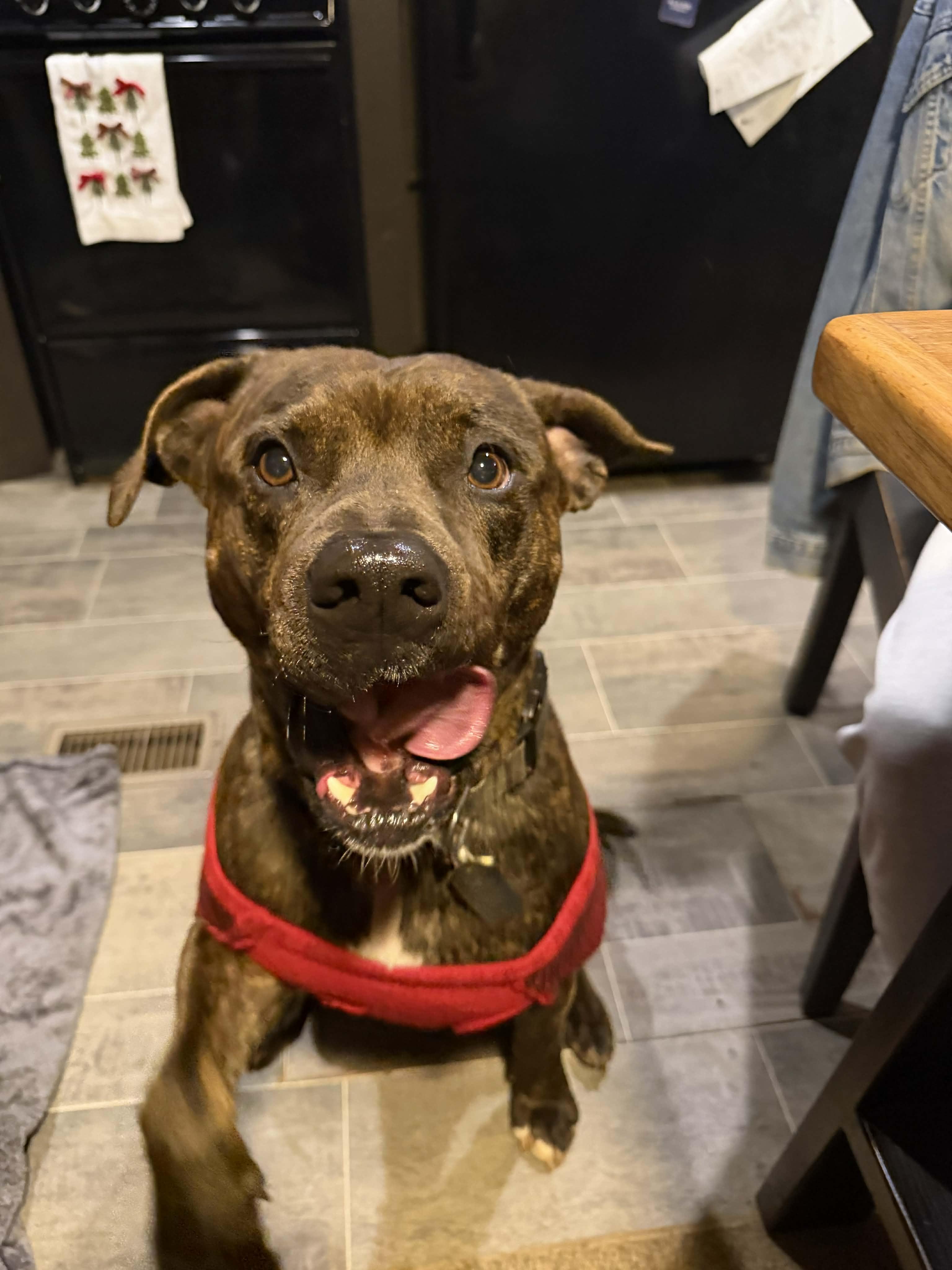 Enlarge Drax, a Adoptable mixed breed in Horse Shoe, NC image 2/5