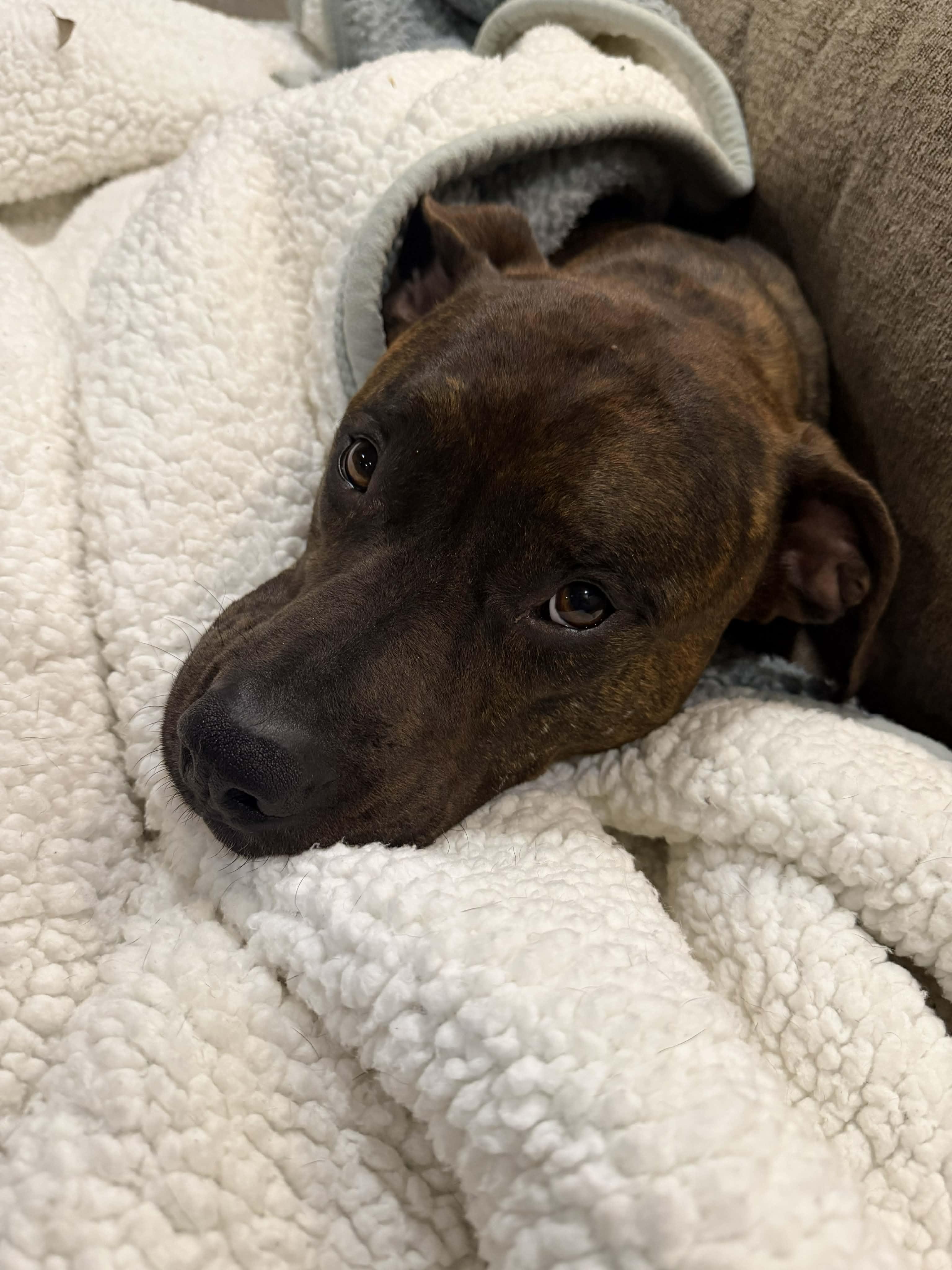 Enlarge Drax, a Adoptable mixed breed in Horse Shoe, NC image 4/5