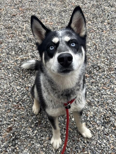SKY, Adoptable, Young Female Siberian Husky & Mixed Breed.