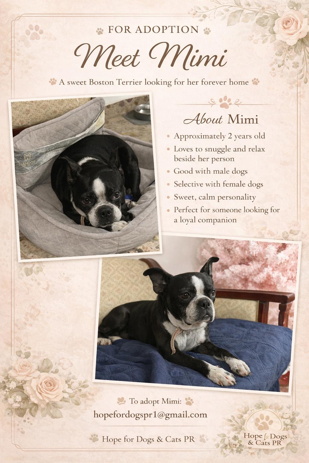 Enlarge Mimi, an adopted Boston Terrier in Albany, NY image 1/3