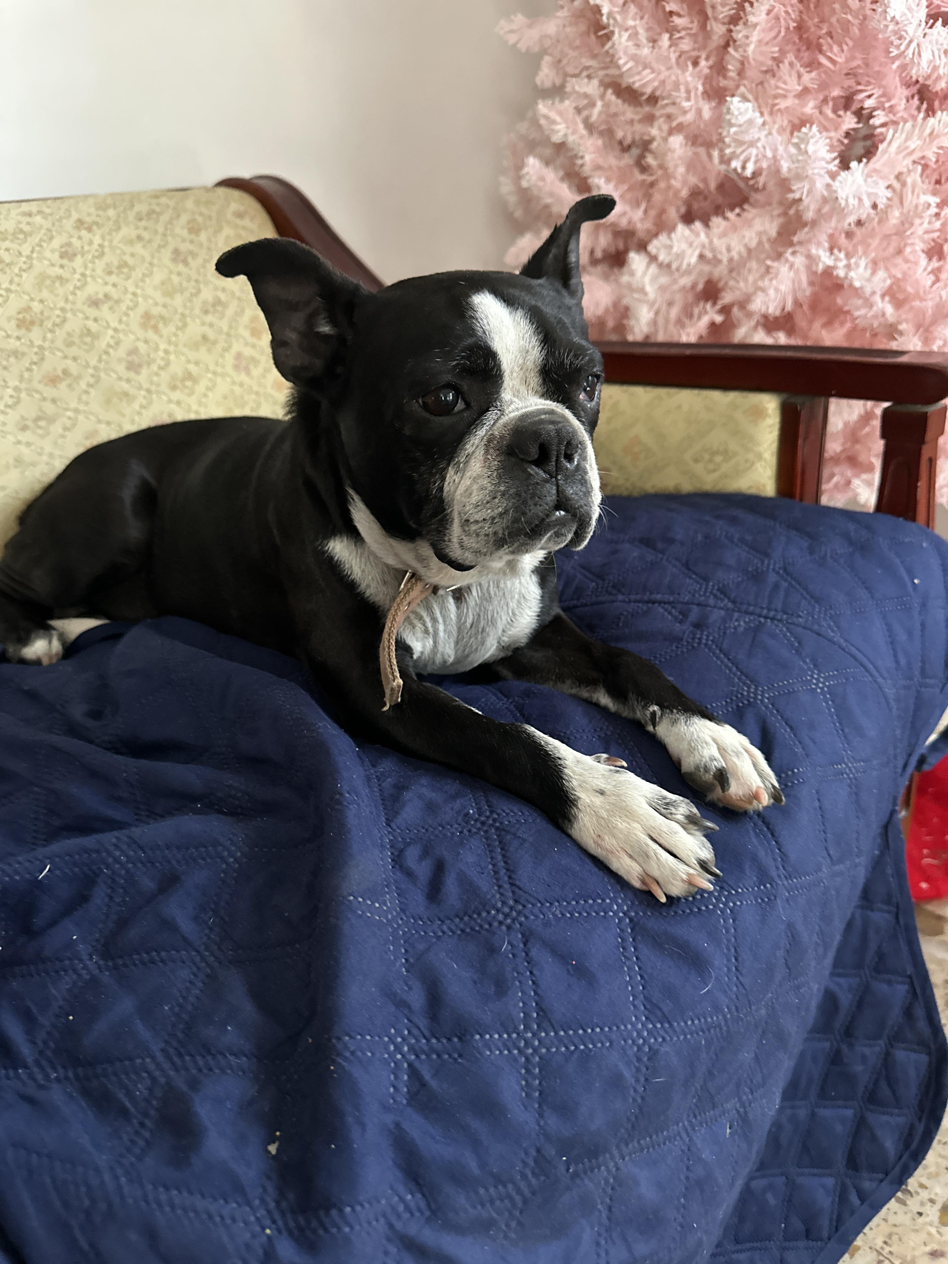 Enlarge Mimi, an adopted Boston Terrier in Albany, NY image 3/3