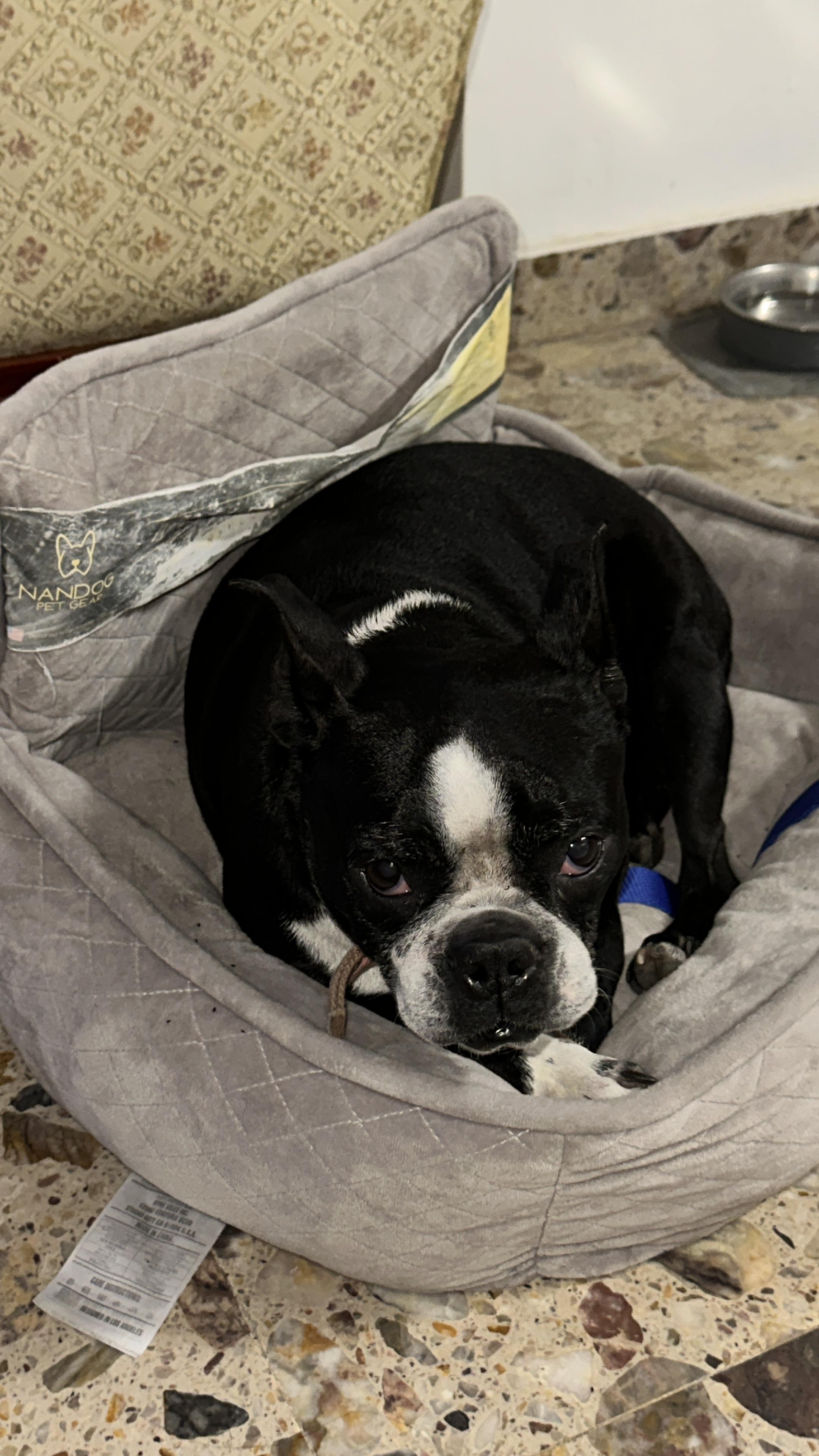 Enlarge Mimi, an adopted Boston Terrier in Albany, NY image 2/3