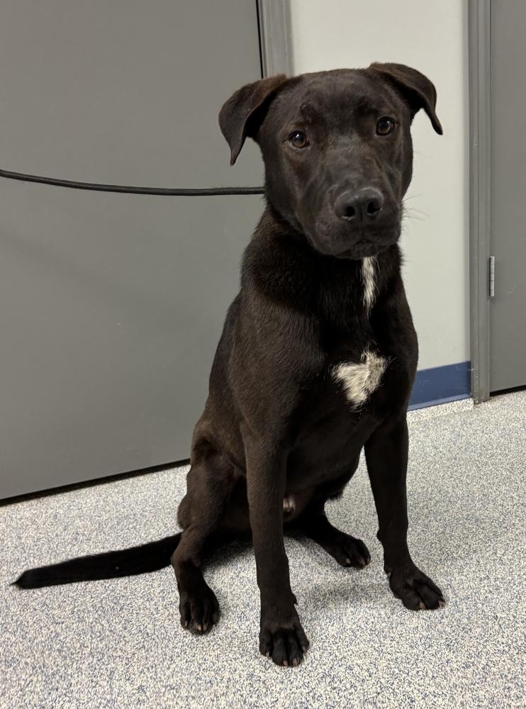 Enlarge River, a Adoptable mixed breed in Bartlesville, OK image 1/4