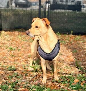 Enlarge Rosco, a ADOPTABLE Chihuahua in Winter Haven, FL image 3/4