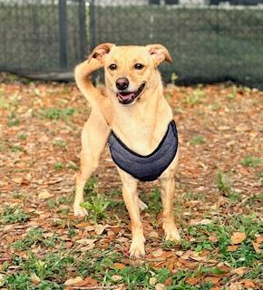 Enlarge Rosco, a ADOPTABLE Chihuahua in Winter Haven, FL image 2/4