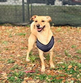 Rosco, ADOPTABLE, Adult Male Chihuahua.