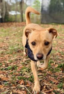 Enlarge Rosco, a ADOPTABLE Chihuahua in Winter Haven, FL image 4/4