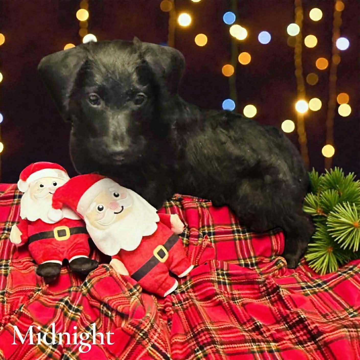 Midnight, a Adoptable mixed breed in Walker, LA image 2/2