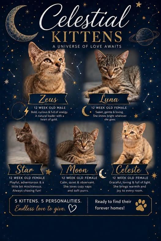 Zeus, Adoptable, Kitten Male Domestic Short Hair.