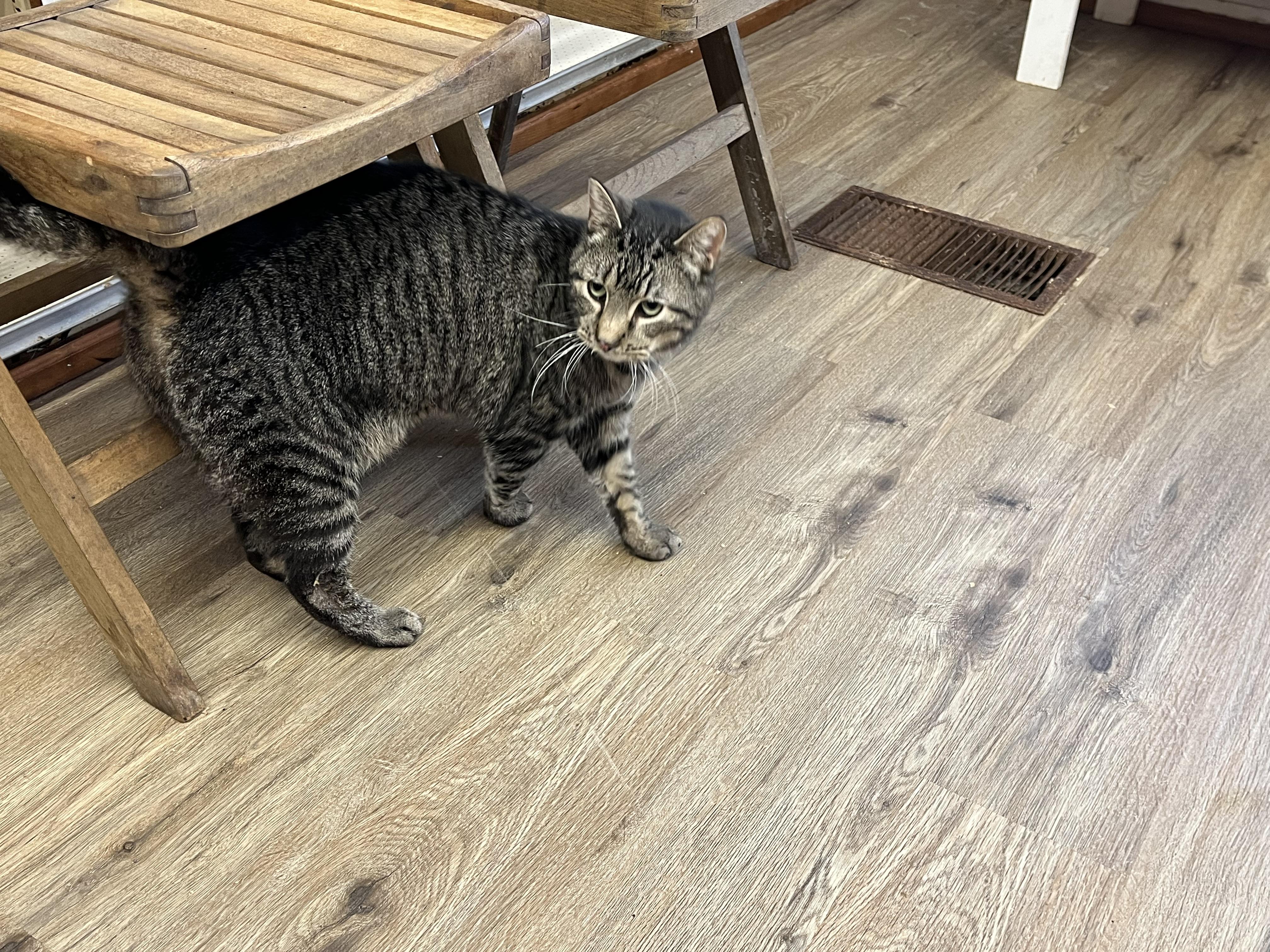 Oscar, a Adoptable mixed breed in Olean , NY image 1/6